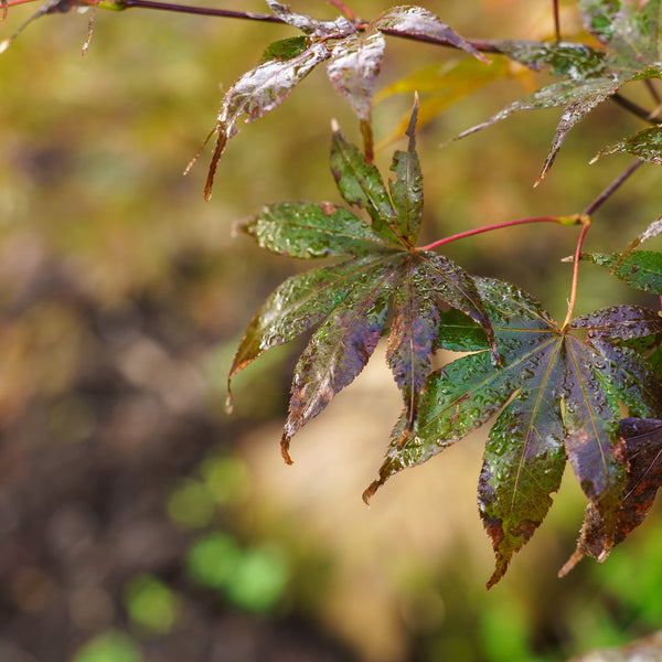 Bloodgood Japanese Maple