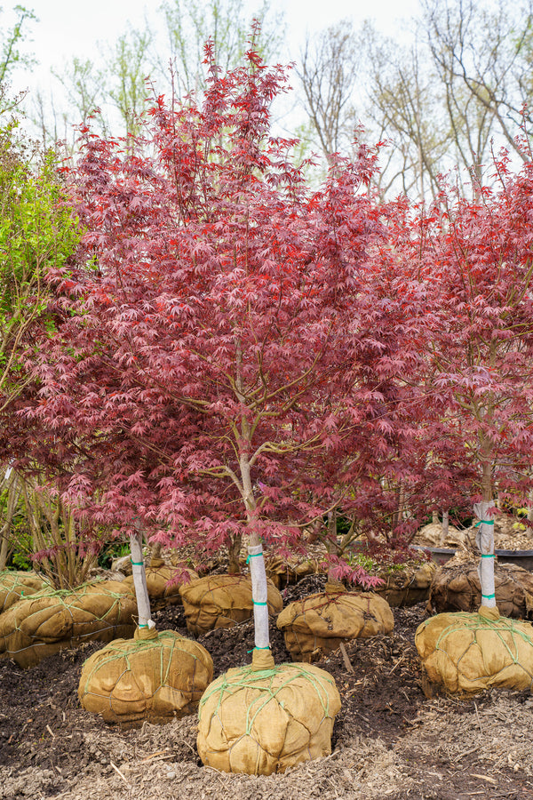 Bloodgood Japanese Maple