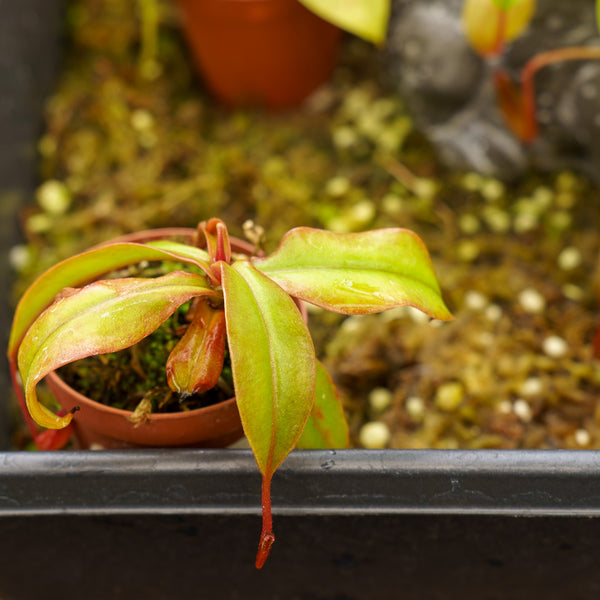 Bloody Mary Pitcher Plant