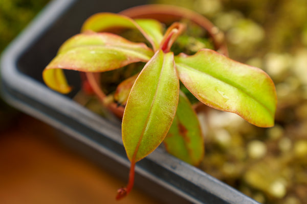 Assorted Carnivorous Plants