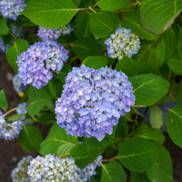 Endless Summer BloomStruck Hydrangea