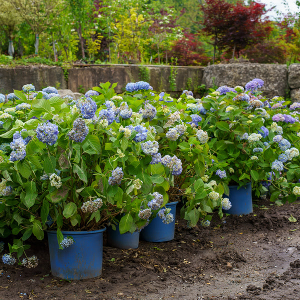 Endless Summer BloomStruck Hydrangea