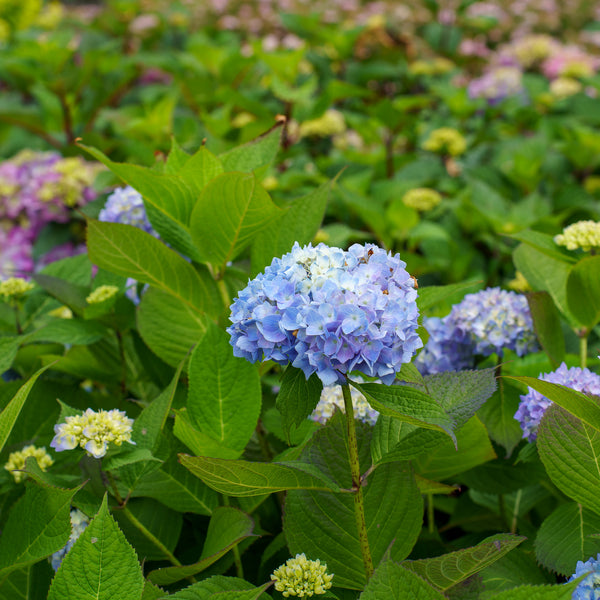 Endless Summer BloomStruck Hydrangea