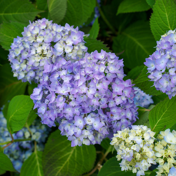Endless Summer BloomStruck Hydrangea