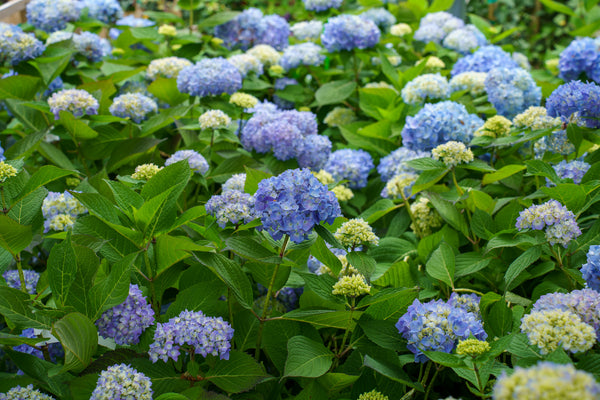 Endless Summer BloomStruck Hydrangea