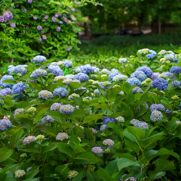 Endless Summer BloomStruck Hydrangea