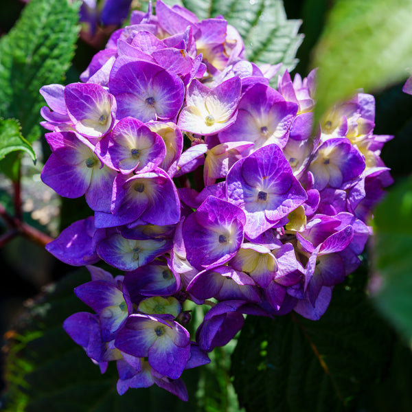 BloomStruck Hydrangea