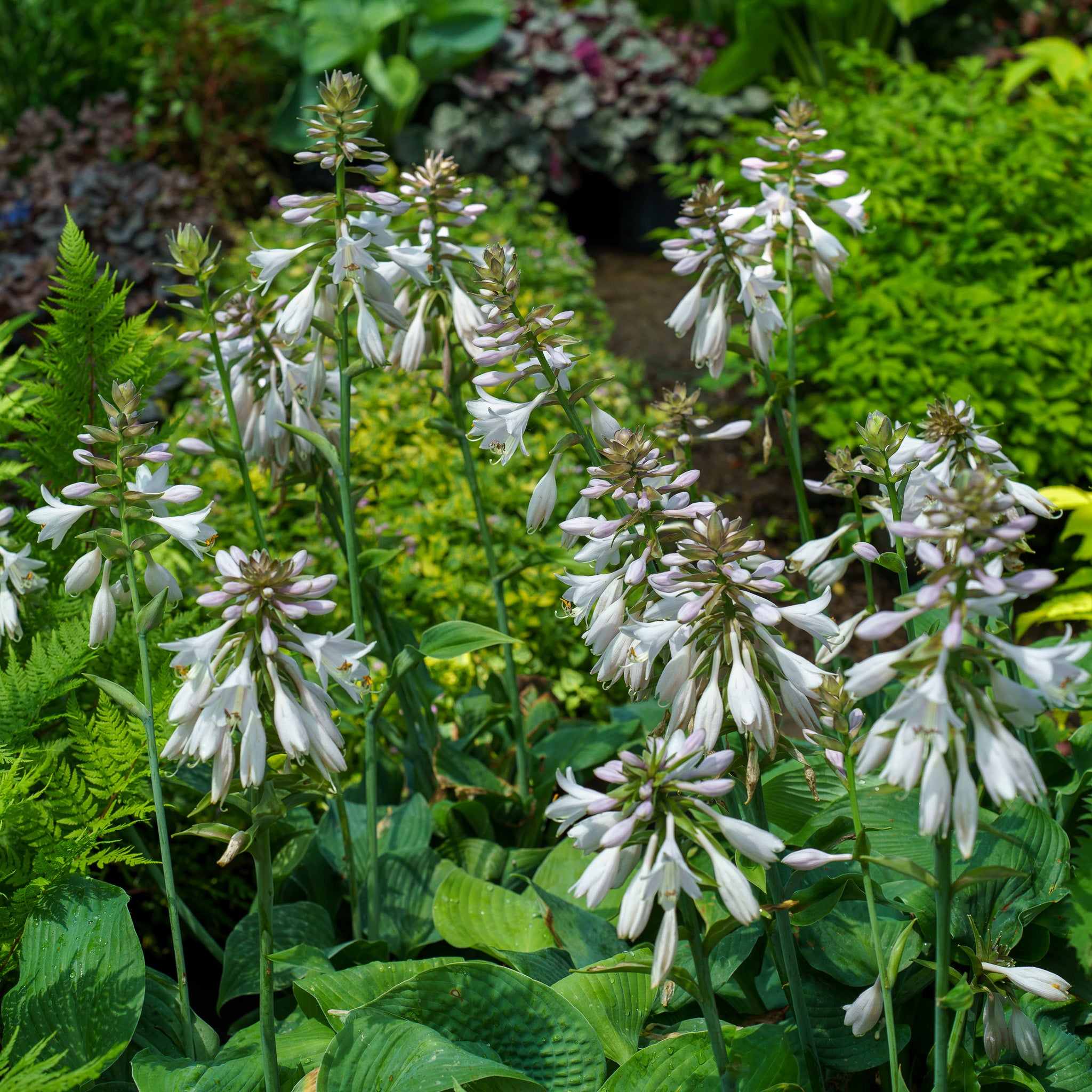 Blue Angel Hosta – Plant Detectives