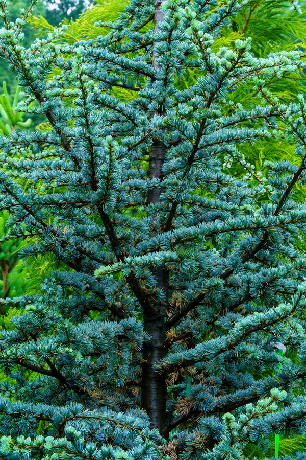 Blue Atlas Cedar