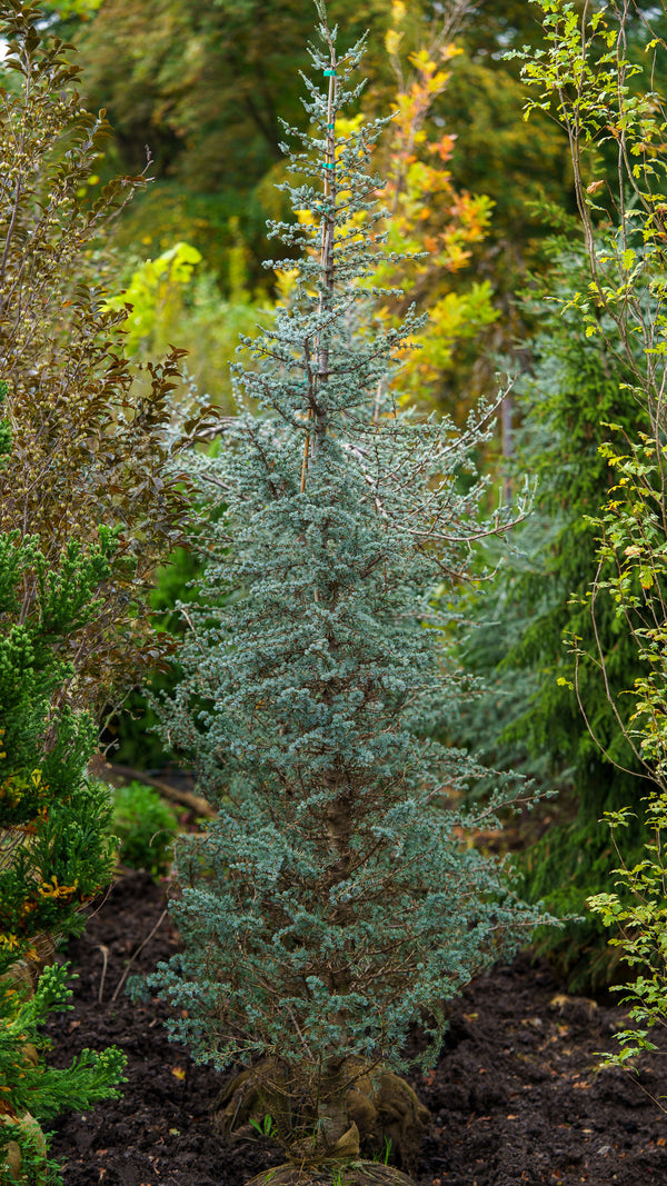 Blue Atlas Cedar