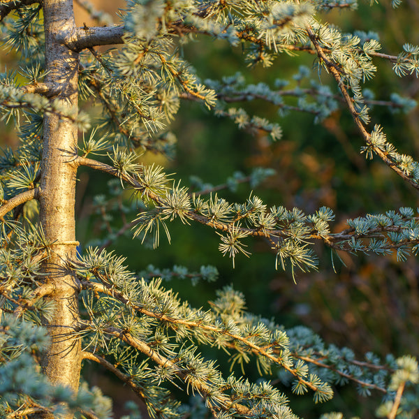 Blue Cascade Atlas Cedar