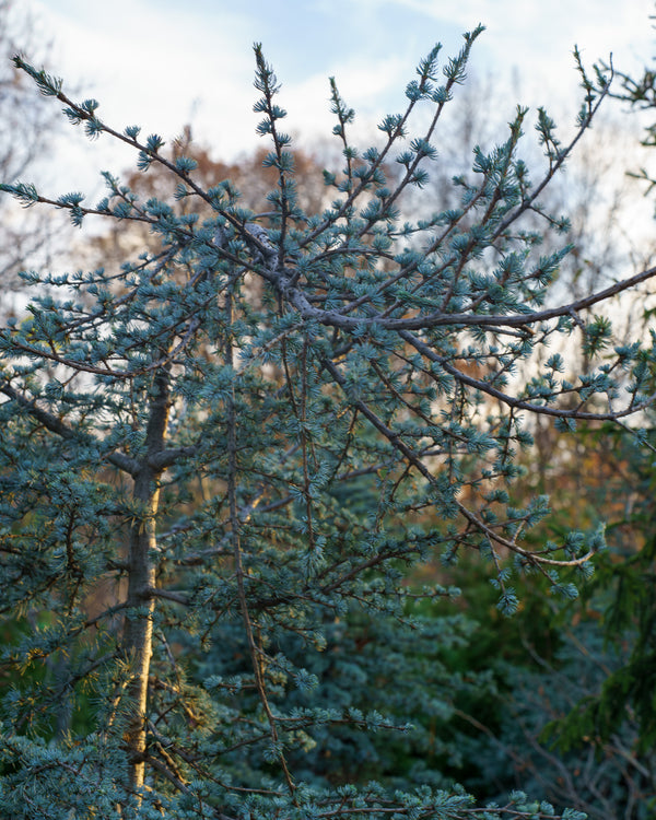 Blue Cascade Atlas Cedar