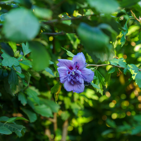 Blue Chiffon Rose of Sharon