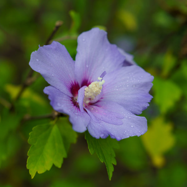 Blue Chiffon Rose of Sharon