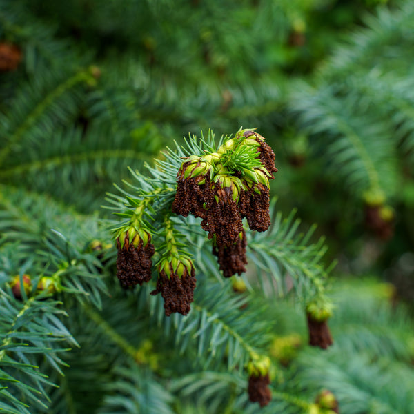 Blue China Fir