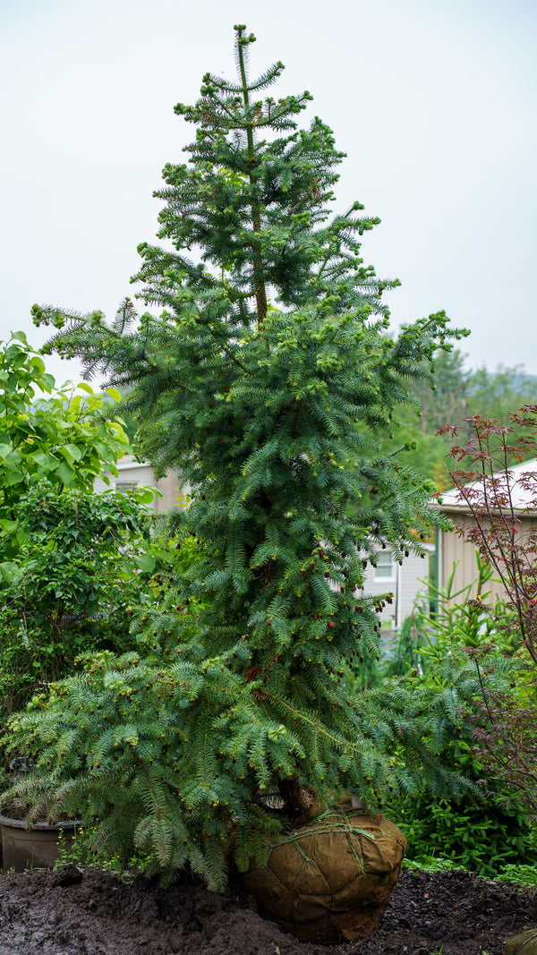 Blue China Fir