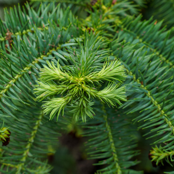 Blue China Fir