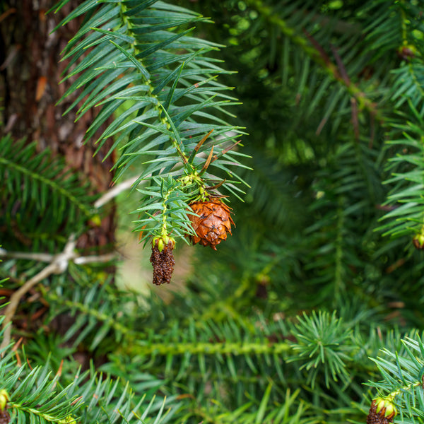 Blue China Fir