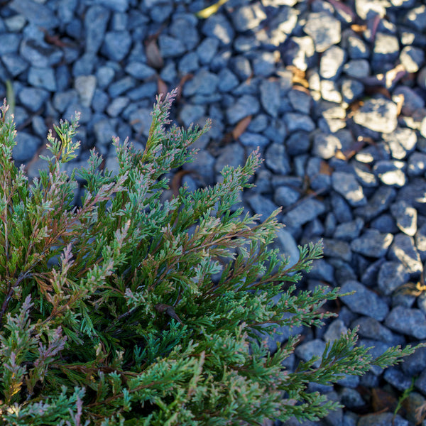 Blue Chip Juniper