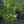 Load image into Gallery viewer, Blue Emerald Creeping Phlox
