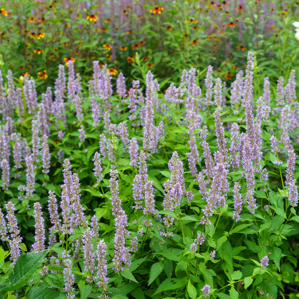 Blue Fortune Anise Hyssop