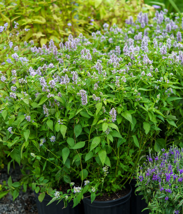 Blue Fortune Anise Hyssop