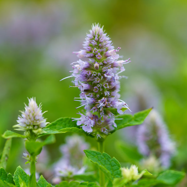 Blue Fortune Anise Hyssop