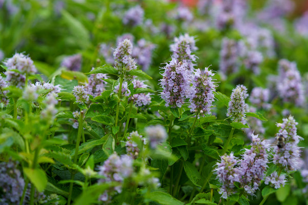 Blue Fortune Anise Hyssop