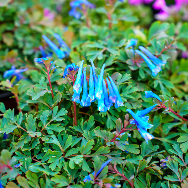 Blue Heron Corydalis