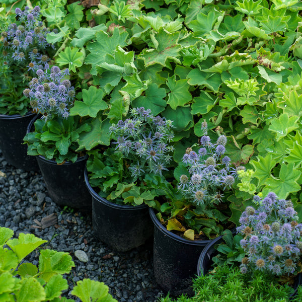 Blue Hobbit Sea Holly