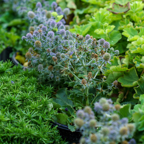 Blue Hobbit Sea Holly