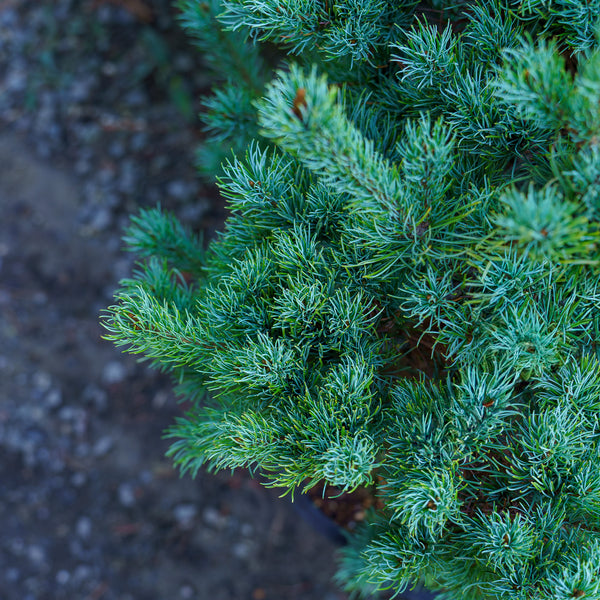 Blue Lou Japanese White Pine