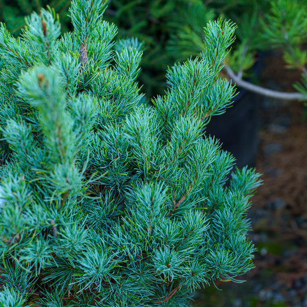 Blue Lou Japanese White Pine