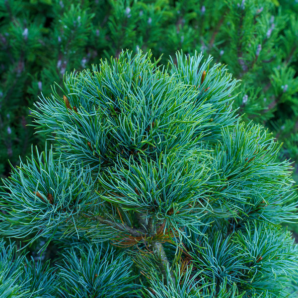 Blue Lou Japanese White Pine