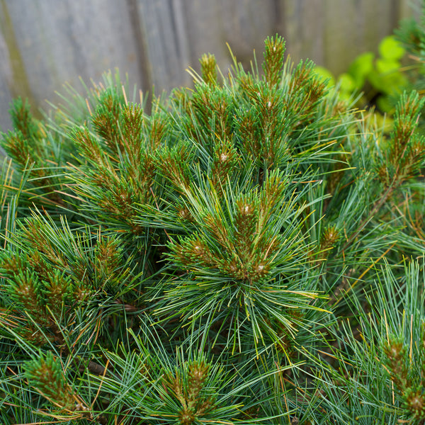 Blue Shag Eastern White Pine