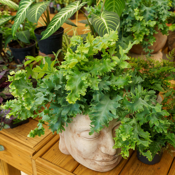 blue star davana fern Blue Star Fern – Plant Detectives