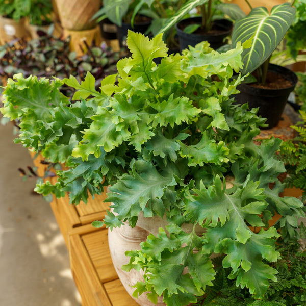 blue star fern plant care Blue Star Fern – Plant Detectives