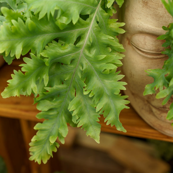 Blue Star Fern