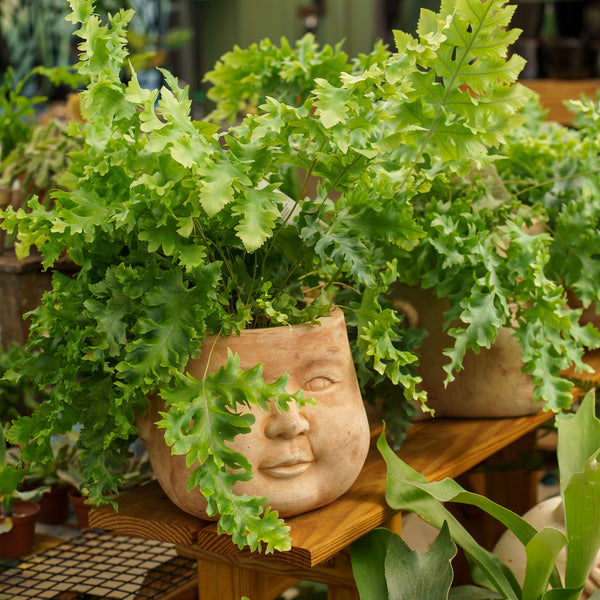 blue star davana fern Blue Star Fern – Plant Detectives
