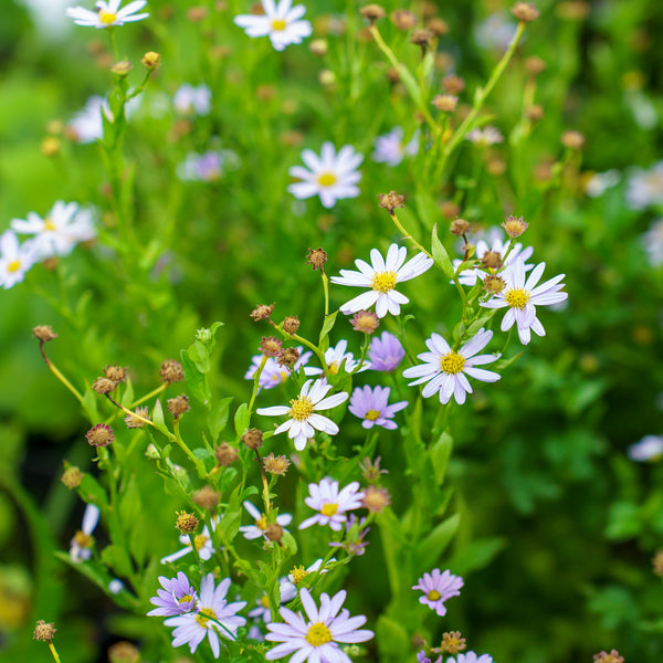 Blue Star Japanese Aster