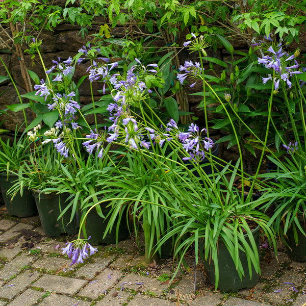 Blue Storm Agapanthus