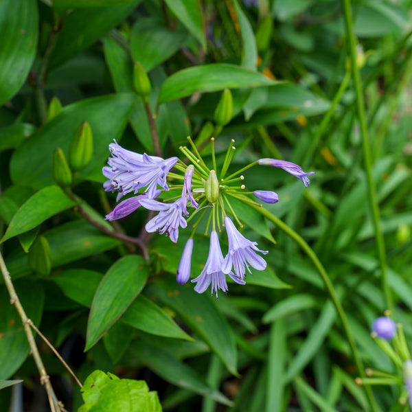 Blue Storm Agapanthus