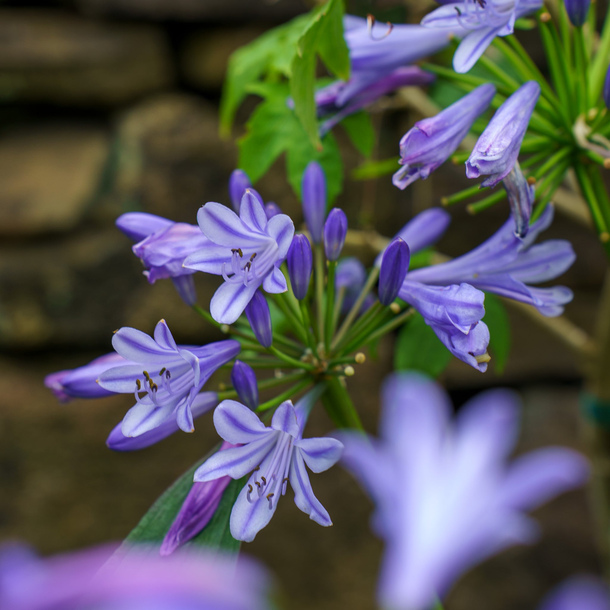 flower lily of the nile Blue Storm Lily of the Nile – Plant Detectives