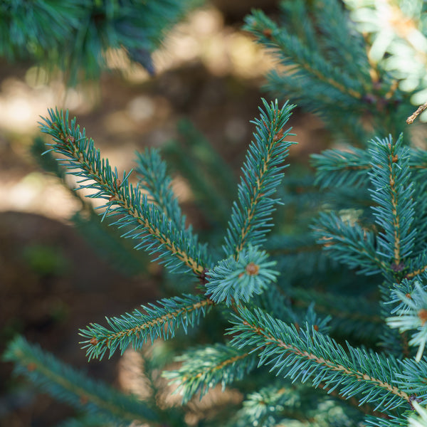 Blue Tear Drop White Spruce