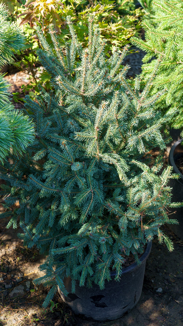 Blue Tear Drop White Spruce