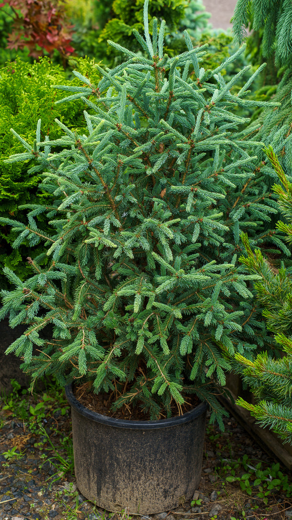 Blue Teardrop White Spruce