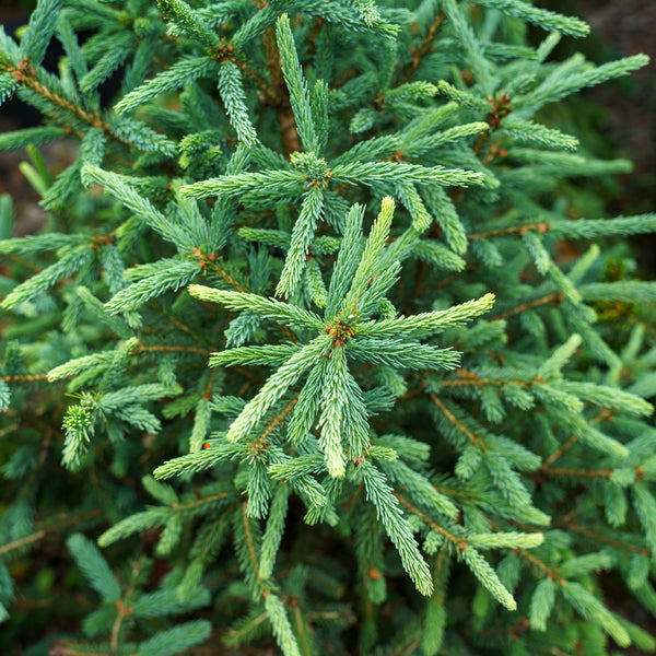 Blue Teardrop White Spruce