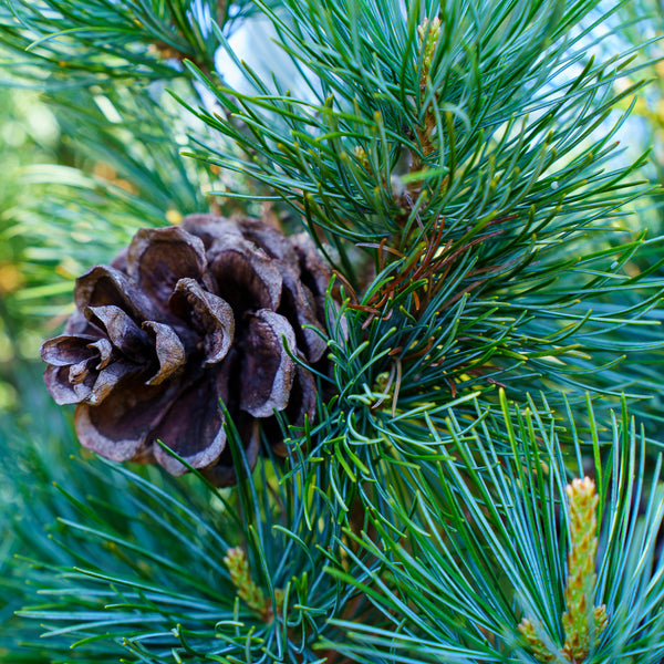 Blue Wave Japanese White Pine - Pine - Conifers