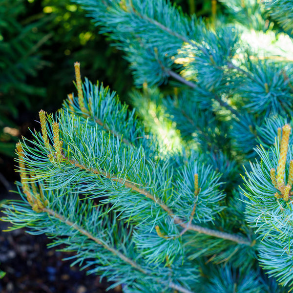 Blue Wave Japanese White Pine - Pine - Conifers