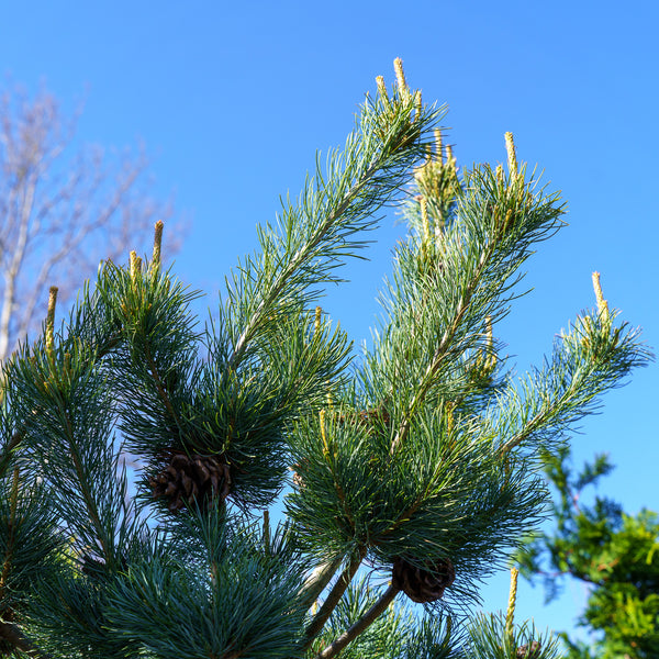 Blue Wave Japanese White Pine - Pine - Conifers